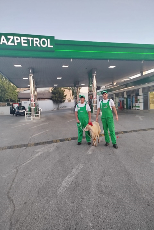 "Azpetrol" company celebrates the Gurban Holiday at gasoline stations.